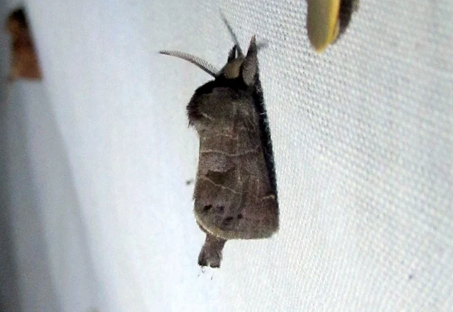Clostera pigra - apró levélszövő