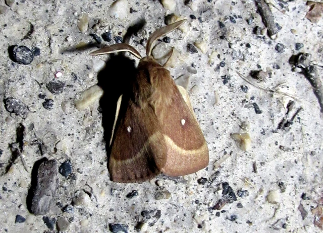 Lasiocampa trifolii - lóhereszövő
