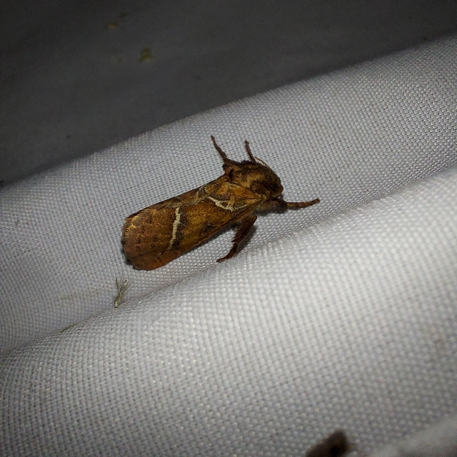 Triodia sylvina - kis gyökérrágólepke