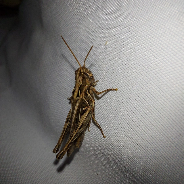 Chorthippus (Glyptobothrus) (subgenus)
