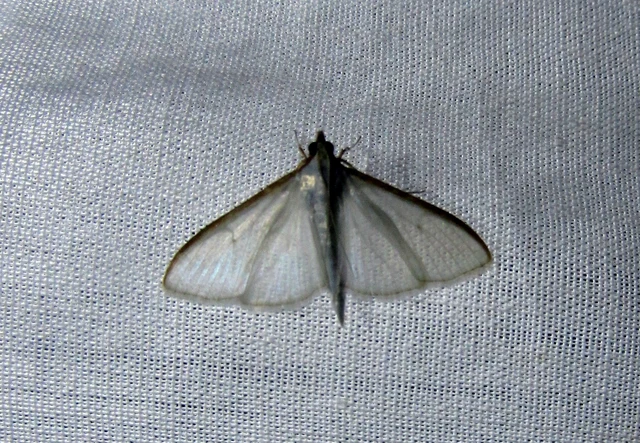 Palpita vitrealis - hófehér tűzmoly