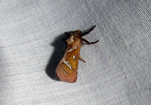 Triodia sylvina - kis gyökérrágólepke