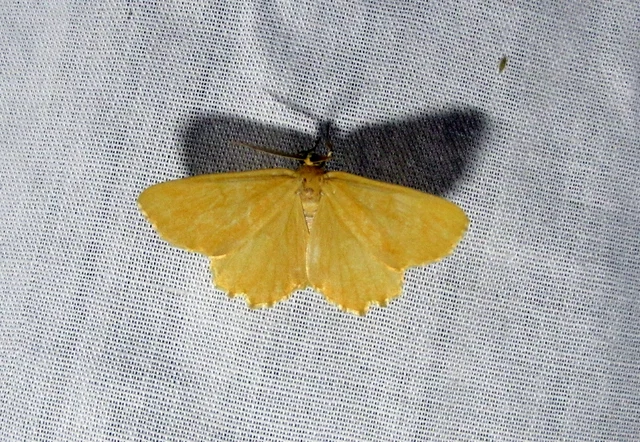Angerona prunaria - sárga kökényaraszoló
