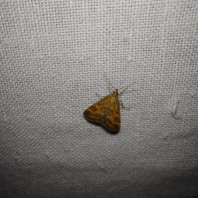 Pyrausta despicata - réti bíbormoly