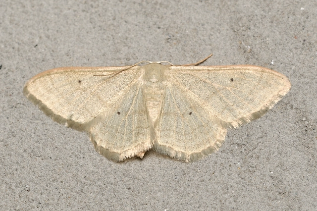 Idaea straminata - szalmasárga sávosaraszoló