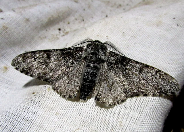 Biston betularia - szürkepettyes araszoló