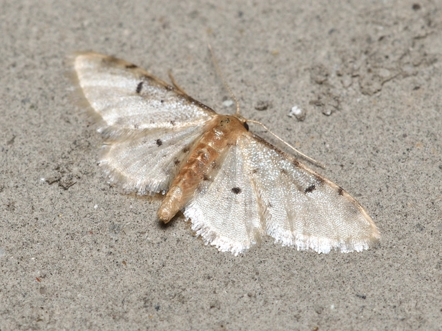 Idaea filicata - sötéttövű apróaraszoló