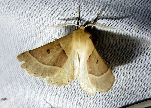 Crocallis elinguaria - sárga sávosaraszoló