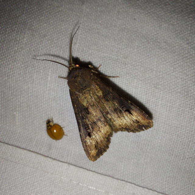 Agrotis ipsilon - nagy földibagoly