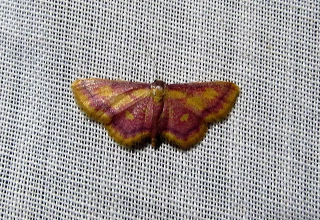 Idaea muricata - mocsári pirosaraszoló