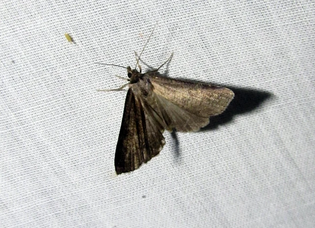 Lygephila procax - fekete csüdfűbagoly