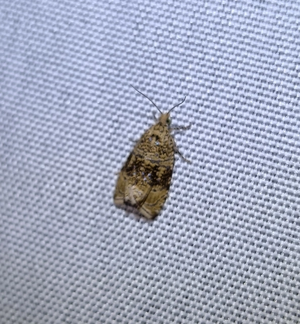 Celypha lacunana - vízparti tükrösmoly