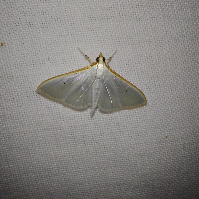 Palpita vitrealis - hófehér tűzmoly