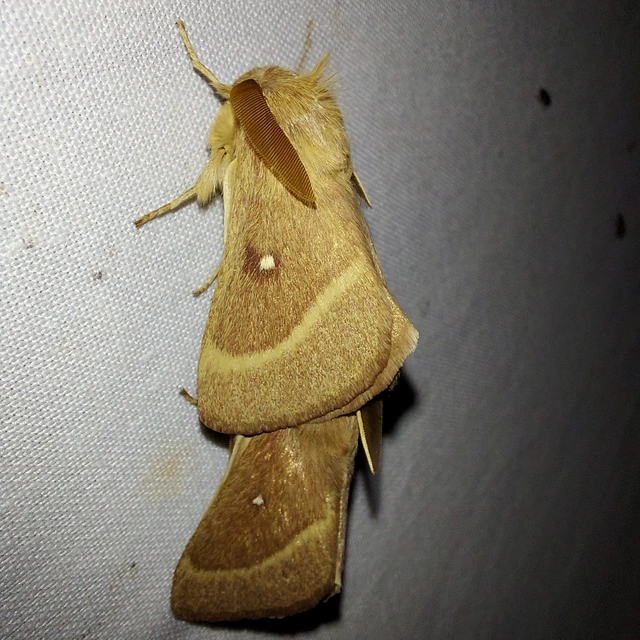 Lasiocampa trifolii - lóhereszövő