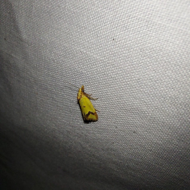 Agapeta zoegana - barnacsíkos sárgamoly