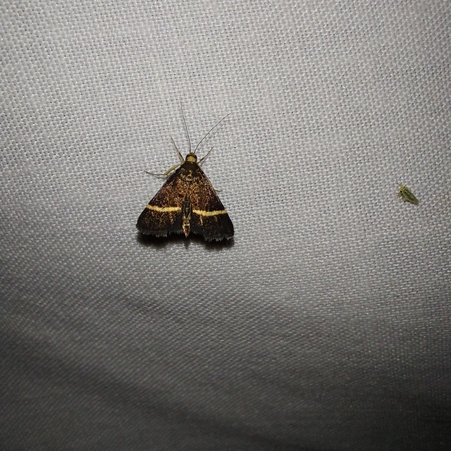 Pyrausta cingulata/rectefascialis