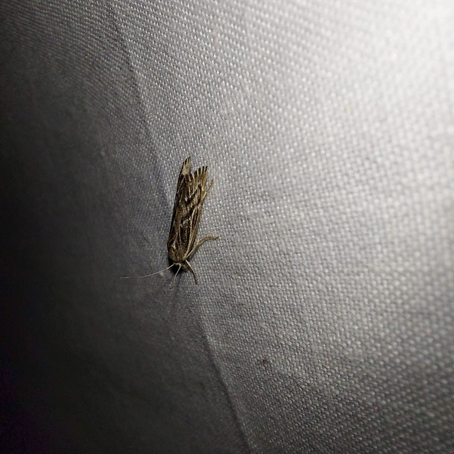 Pediasia fascelinella - sávos fűgyökérmoly