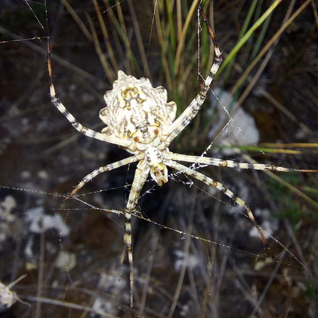 Argiope lobata - karéjos keresztespók