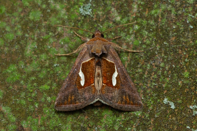 Macdunnoughia confusa - cseppfoltos ezüstbagoly
