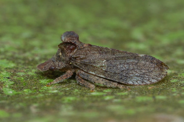 Ledra aurita - füleskabóca