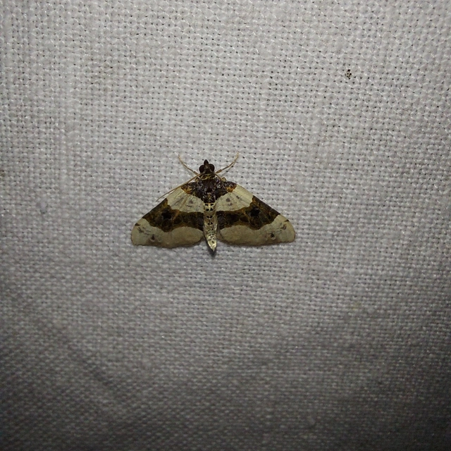 Cosmorhoe ocellata - szemes galajaraszoló