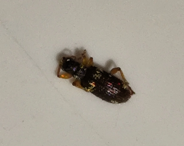 Polydrusus viridicinctus - zöldöves lombormányos