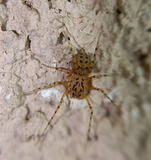 Scytodes thoracica - közönséges csupaszpók