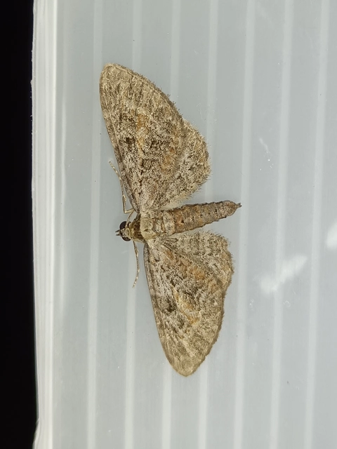 Eupithecia icterata - rozsdafoltos törpearaszoló