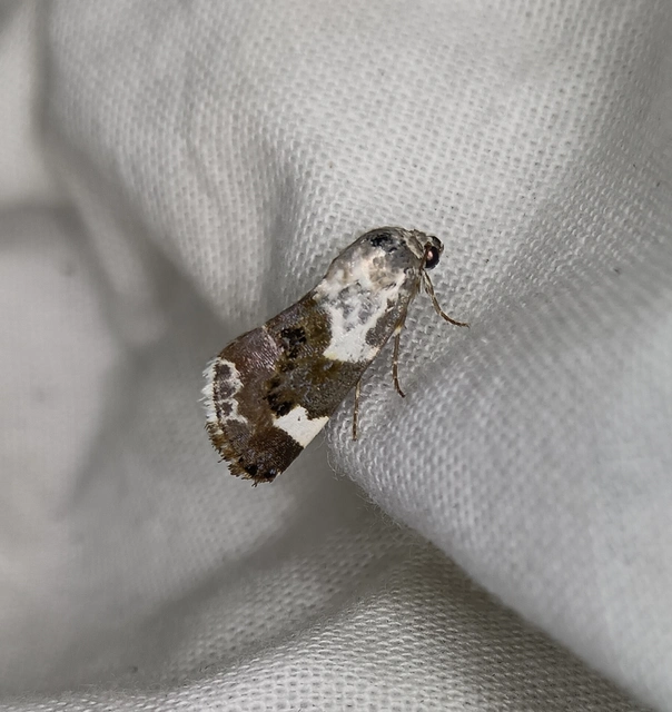 Acontia lucida - fehér nappalibagoly