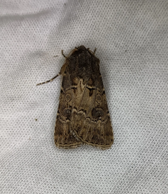 Agrotis bigramma - kétjegyű földibagoly