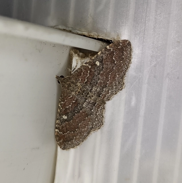 Orthonama obstipata - vándoraraszoló