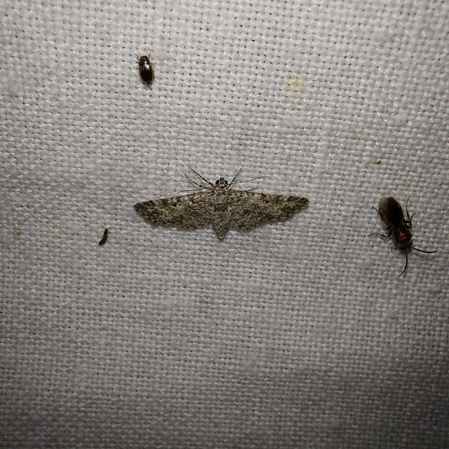Eupithecia graphata - hangyabogáncs-törpearaszoló
