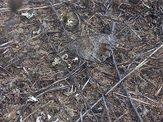 Hipparchia statilinus - homoki szemeslepke