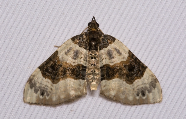 Cosmorhoe ocellata - szemes galajaraszoló