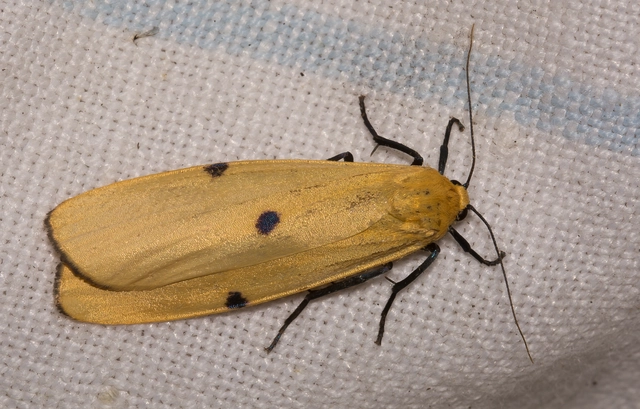 Lithosia quadra - négypettyes zuzmószövő