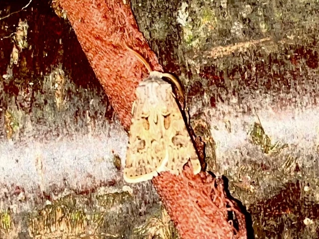 Agrotis bigramma - kétjegyű földibagoly