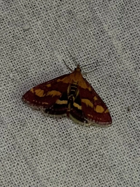 Pyrausta purpuralis - közönséges bíbormoly
