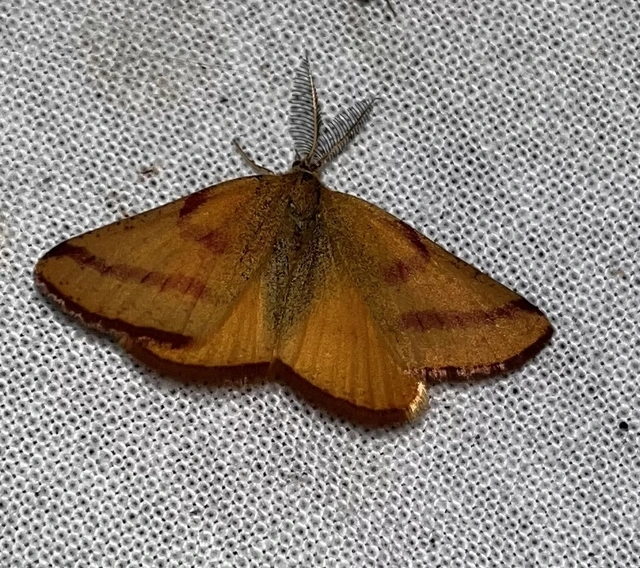 Lythria purpuraria - bíborsávos araszoló