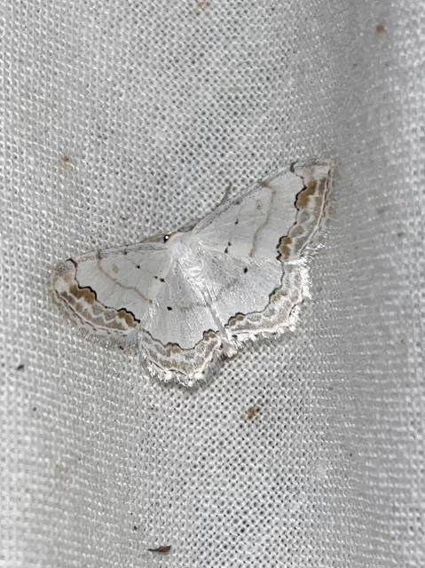 Scopula ornata - díszes fehéraraszoló