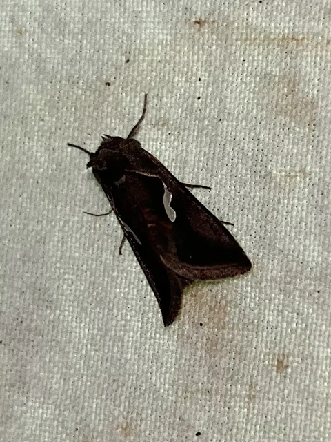 Macdunnoughia confusa - cseppfoltos ezüstbagoly
