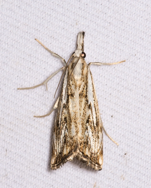 Catoptria falsella - hálós fűgyökérmoly