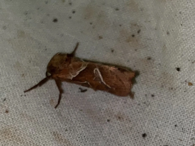 Triodia sylvina - kis gyökérrágólepke
