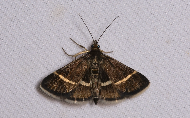 Pyrausta cingulata/rectefascialis