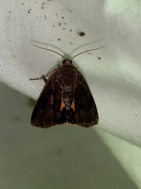 Noctua janthina - tarka sárgafűbagoly