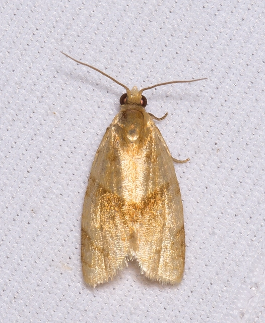 Clepsis rurinana - fakó sodrómoly
