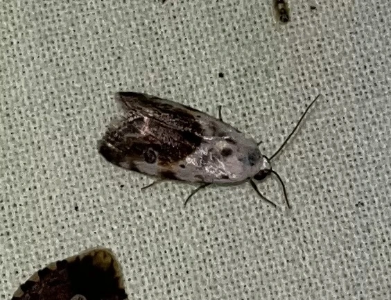 Ponometia candefacta - parlagfűbagoly