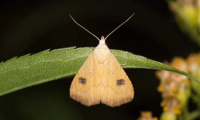 Rivula sericealis - selymes lórombagoly