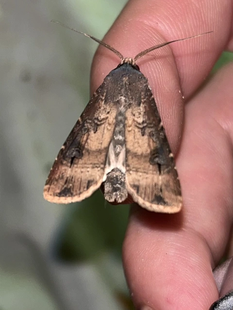 Agrotis ipsilon - nagy földibagoly