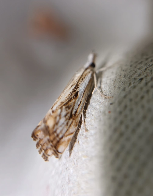 Catoptria falsella - hálós fűgyökérmoly