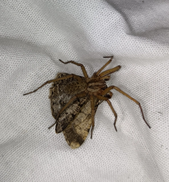 Eratigena agrestis - réti zugpók
